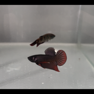 Couple Betta imbelis copper red