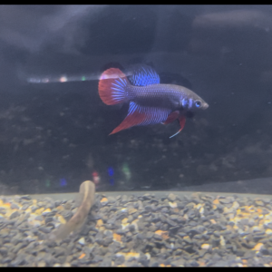 Couple Betta wild spendens