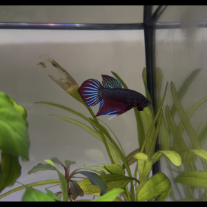 Betta hybrid phurea spade tail