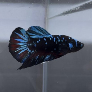 Betta avatar