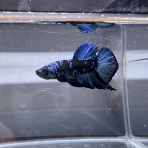 Betta avatar