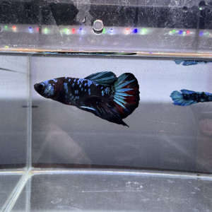 Betta avatar