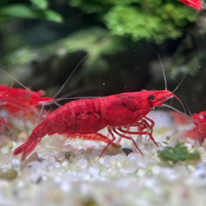 Crevette Heteropoda Red Sakura