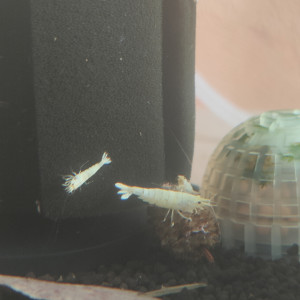 Snow white caridina logemanni