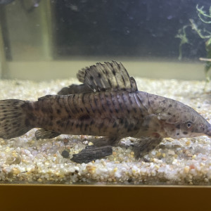 Callicthys