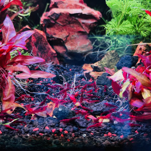 neocaridina red cherry grade A