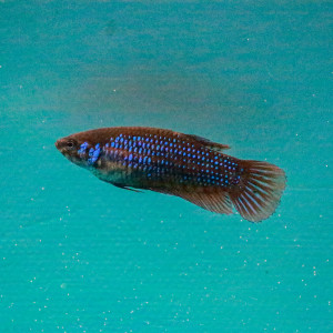 Femelle Betta