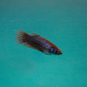 Femelle Betta
