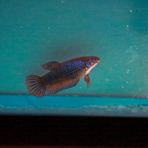 Femelle Betta