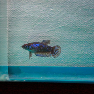 Femelle Betta