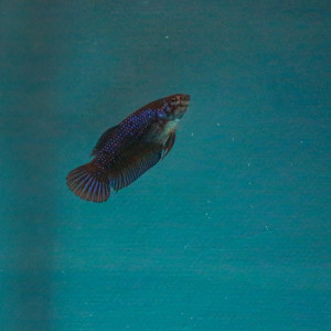 Femelle Betta