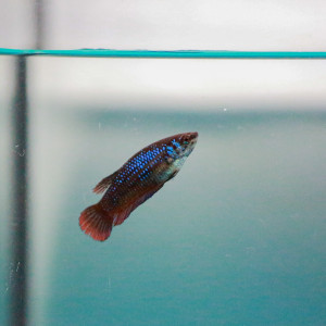Femelle Betta