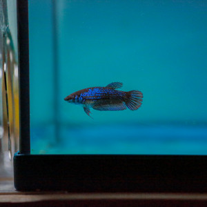 Femelle Betta