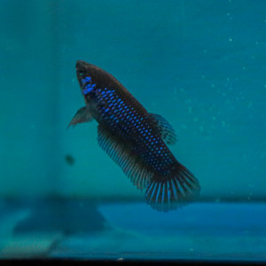Lot Femelles Betta