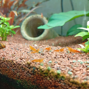 Neocaridina orange ?