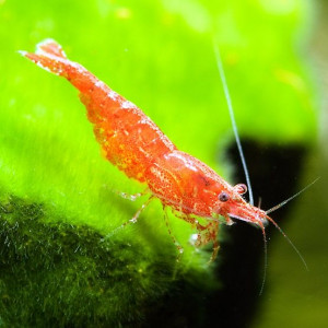 Crevettes cerises par lot