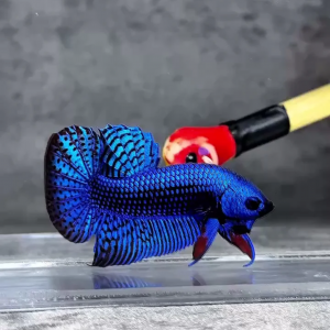 Betta Alien Bleu – Mâle