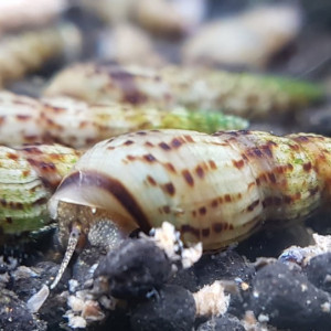 Escargots Mélanoïdes Tuberculata