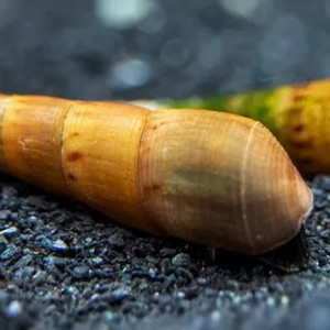 Escargots Mélanoïdes Tuberculata