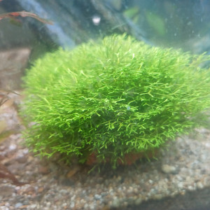 Riccia fluytens
