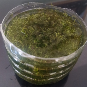 Riccia fluytens