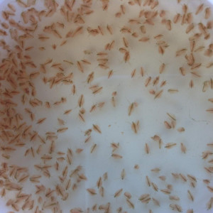 daphnies