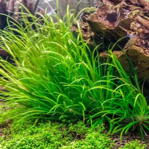 10 brins de Blyxa Japonica