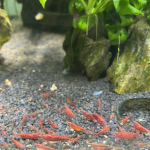 Crevette Neocaridina red fire