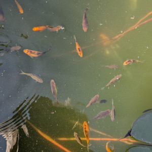 Alevins de poissons rouges