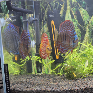discus cichlides