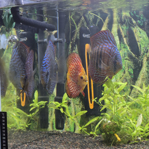 discus cichlides