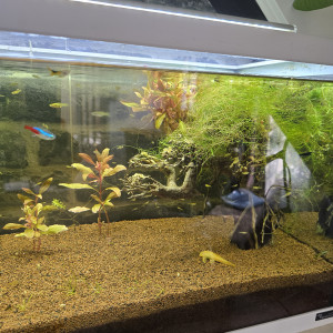 discus cichlides