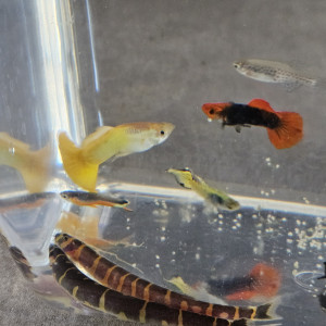 Vend lot de poissons