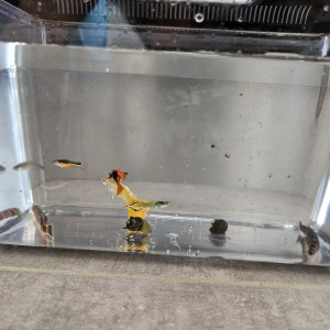Vend lot de poissons