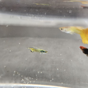Vend lot de poissons