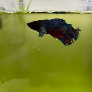 Betta poisson combattant