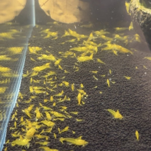 Crevettes Caridina Yellow King Kong