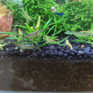 Donne crevettes grises