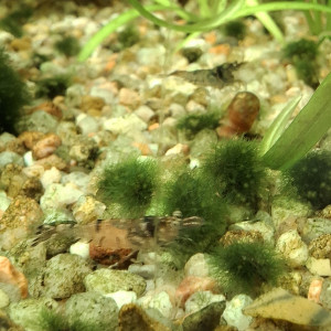 Crevette malawa / mini japonica