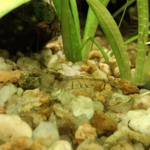 Crevette malawa / mini japonica