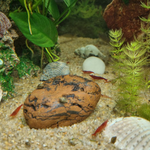 Crevette neocaridina