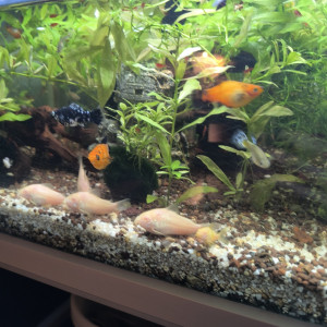 Bonjour, vend par lot plusieurs espèces de poissons