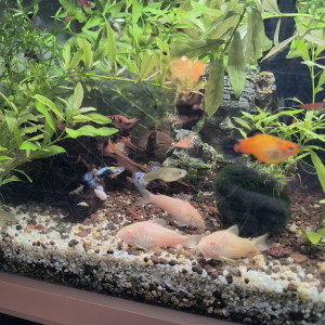 Bonjour, vend par lot plusieurs espèces de poissons