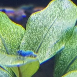 Deep blue bolt