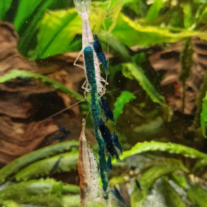 Crevettes Neocaridinas Davidi Blue Velvel / Blue Dream