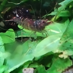 Crevettes "mini japonica"