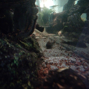 DON POISSONS