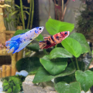 Betta femelle