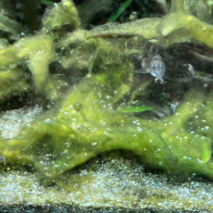4 corydoras paleatus