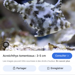 Tomentosus